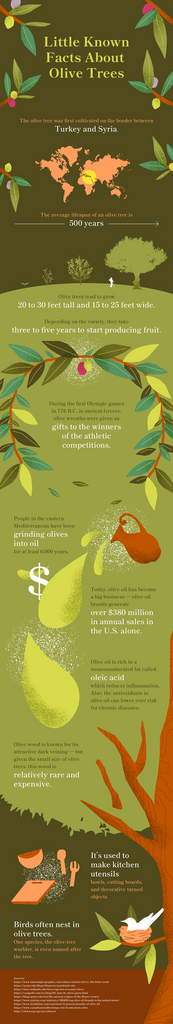 Olive Trees Fun Facts